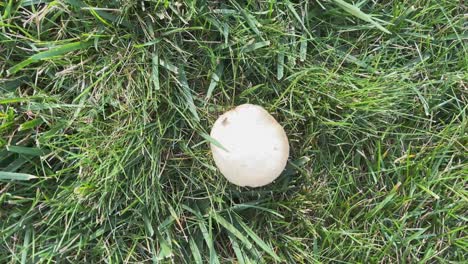 zooming into a large white mushroom in a sea of grass