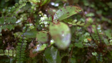 sapling in forest