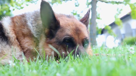 German-shepherd-dog-laying-calmly-on-grass-close-up