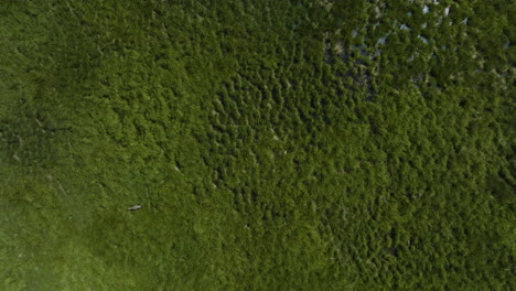 Blick-Von-Oben-Auf-Den-Kranich,-Der-Frei-Auf-Der-Grünen-Wiese-Herumläuft,-Um-Nahrung-Zu-Suchen