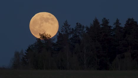 Super-Luna-Se-Eleva-Por-Encima-De-Los-árboles-Distantes-Vista-De-Cerca-Distorsión-Atmosférica