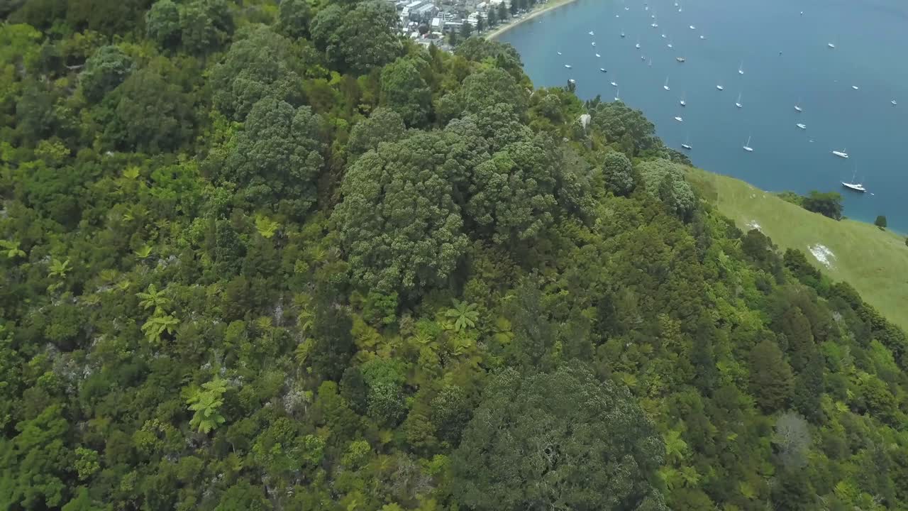 Lush Forest Overlooking a Coastal City and Bay