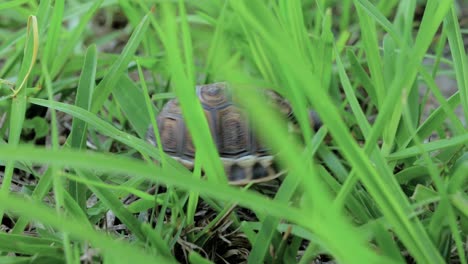 Winzige-Schildkröte-Kämpft-Sich-Durch-Hohes-Gras-Und-Hindernisse,-Während-Sie-Herumläuft