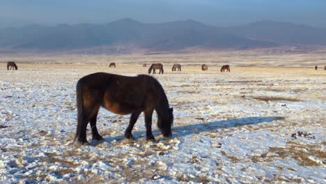 nomadic mongolian horse eating grass in front of its herd and mountain range