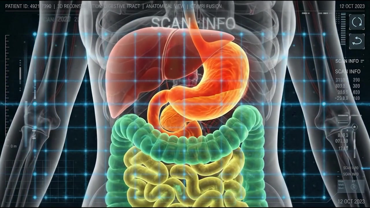 Human body hologram showing highlighted digestive and internal organs