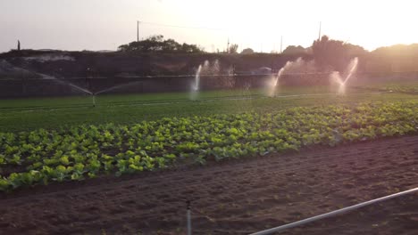 aerial orbit shot of watering system irrigated farm field with growing plants in the evening