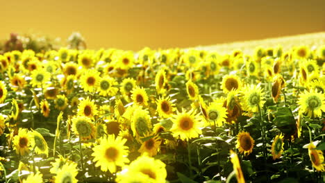 Sunflower-fields-in-warm-evening-light