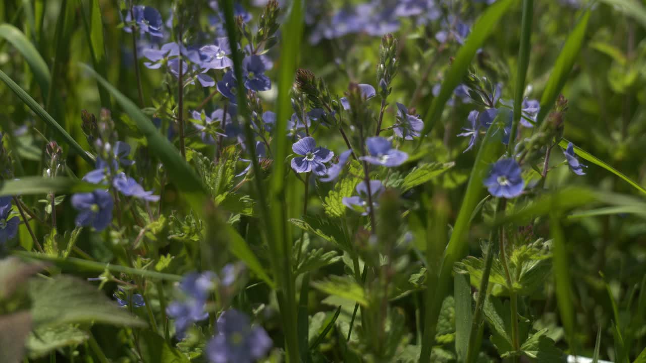 wild forget me nots in a natural field blowing in the wind