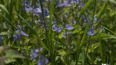 wild forget me nots in a natural field blowing in the wind