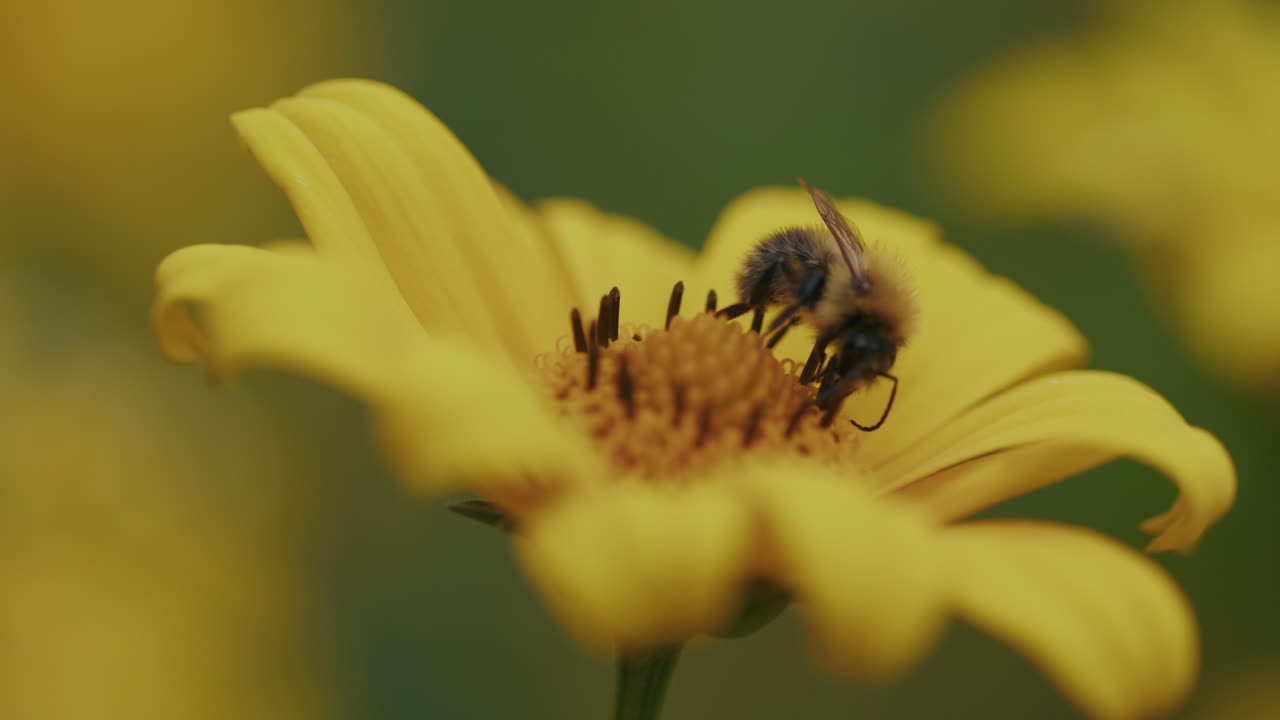 Honey worker bee collects pollen from a yellow