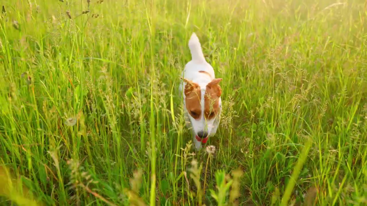Jack Russell Terrier Hund spaziert und schnüffelt im hohen grünen Gras