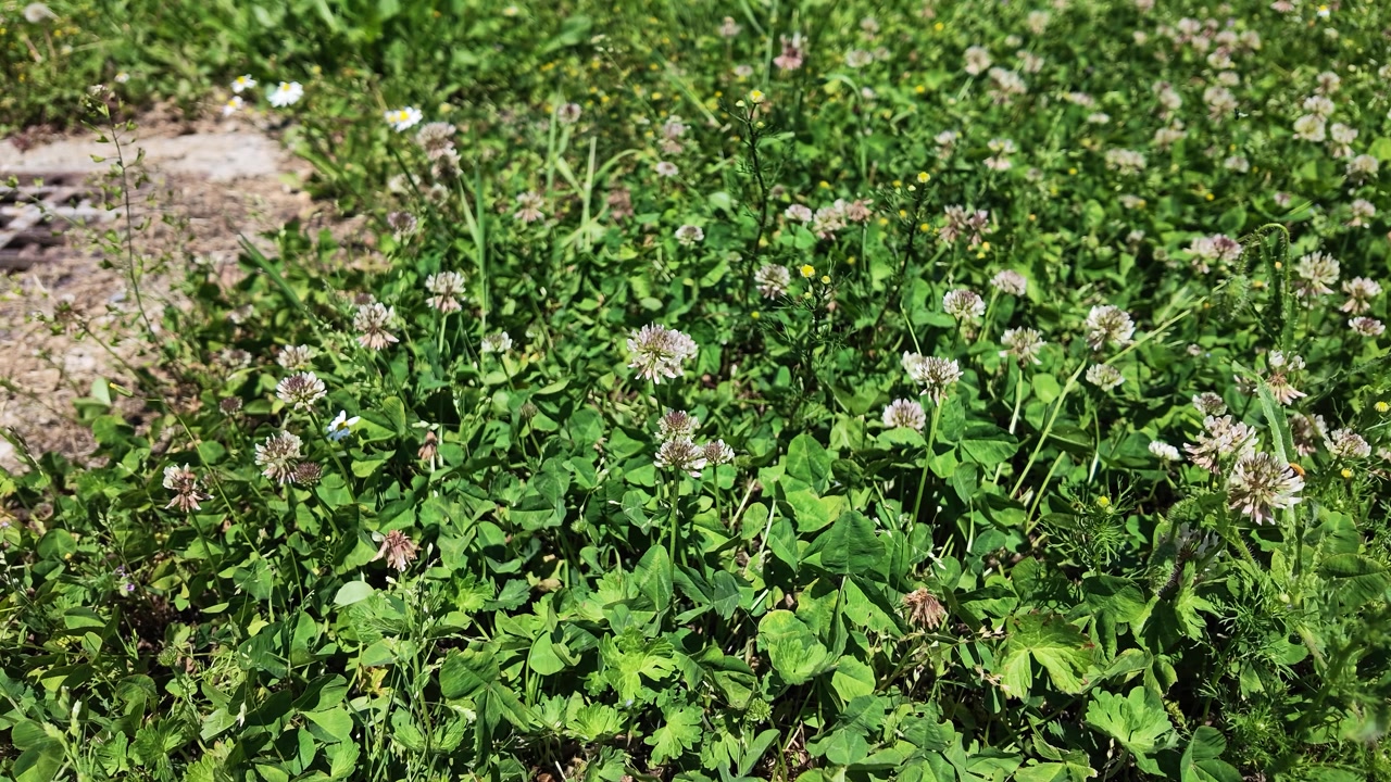 Soffioni bianchi si librano tra l'erba verde lussureggiante e i fiori selvatici sotto la brillante luce naturale del sole.