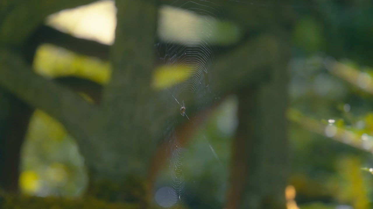 Spider web glistening in the sunlight within a peaceful garden