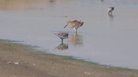 seen from its back as it it foraging at a saltpan, spotted redshank tringa erythropus, thailand