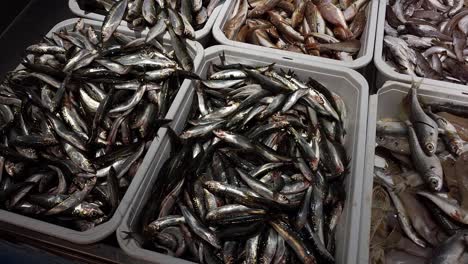 pescado fresco del mar mediterráneo expuesto en un escaparate de una tienda de pescado - mercado de mariscos y delicias culinarias