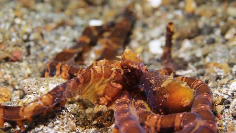 a mimic octopus spreading out on the ocean floor showing its colourful camouflage