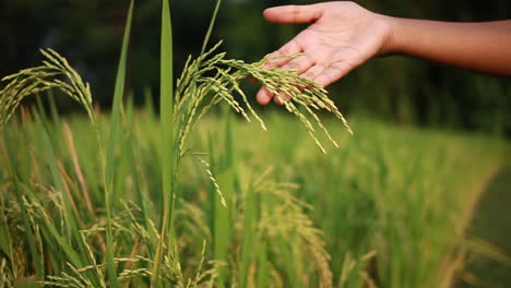 adolescente moviendo la mano a través de los granos de arroz