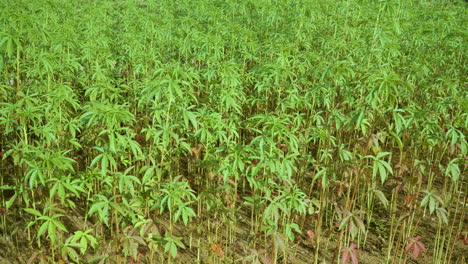 Beautiful-Young-Bamboo-Trees-Grove-in-China-Countryside,-Chinese-Agriculture