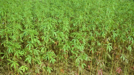 hermosos árboles jóvenes de bambú crecen en el campo de china, agricultura china