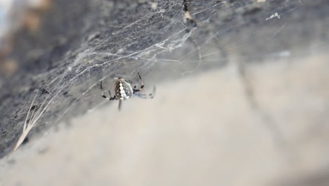 Gefleckte-Kugelweberspinne-Sitzt-Auf-Grauem-Stein-Im-Spinnennetz