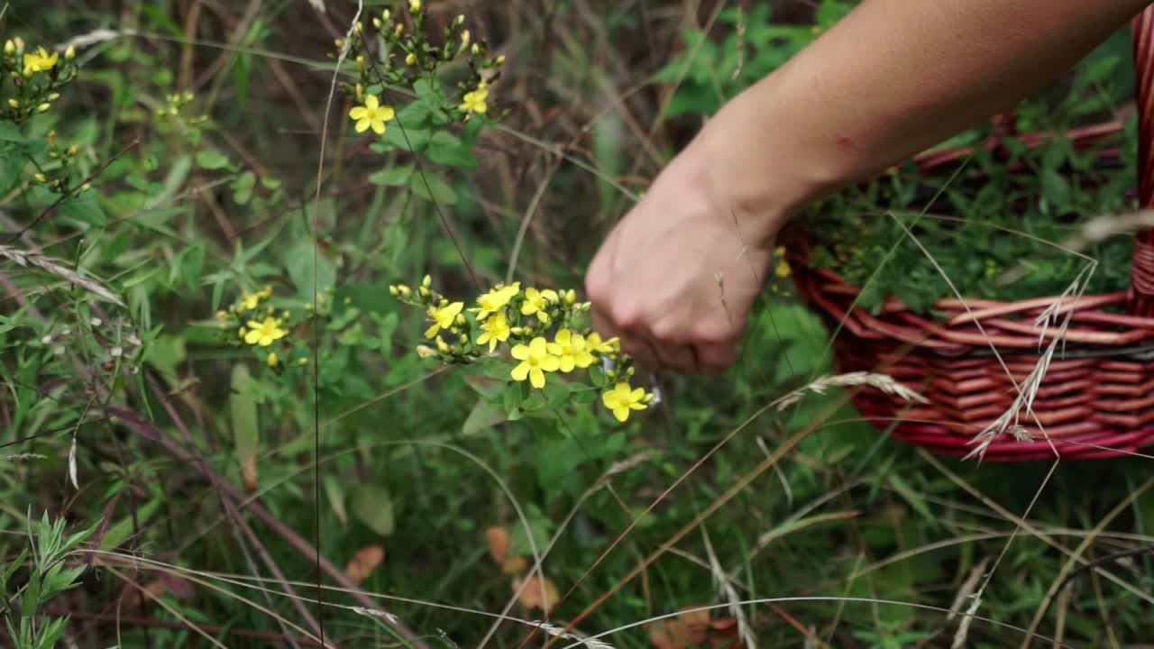 Medium shot of wild spotted St John’s wort being foraged, slow motion