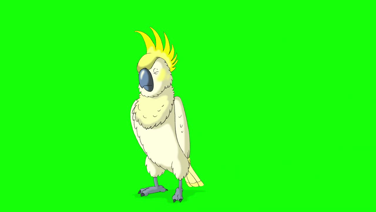 el loro cacao amarillo