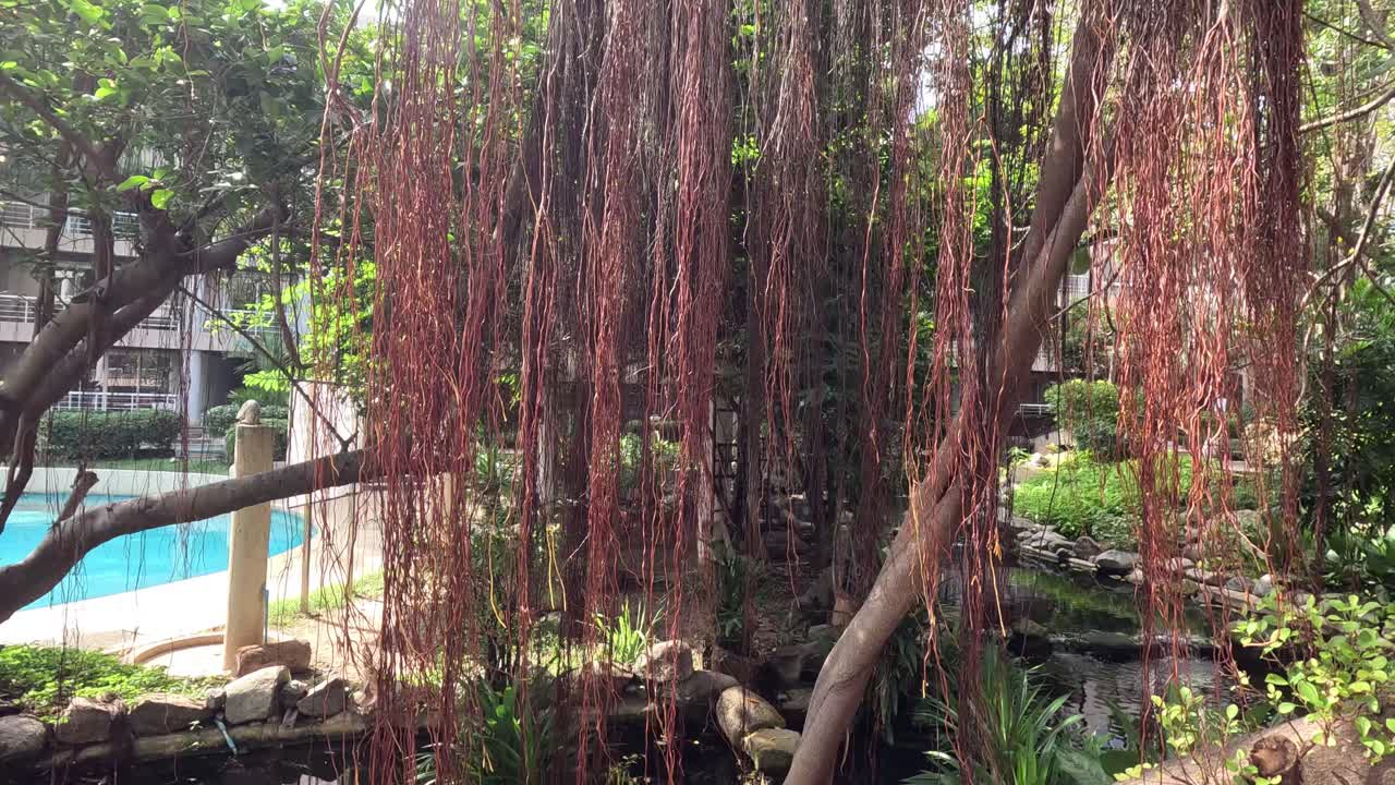 평온한 물 위에 있는 바니안 나무의 공중 뿌리.