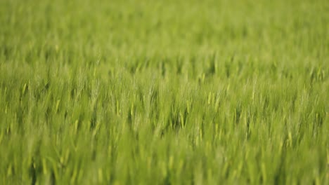 Fresh-green-ears-of-wheat-in-the-field