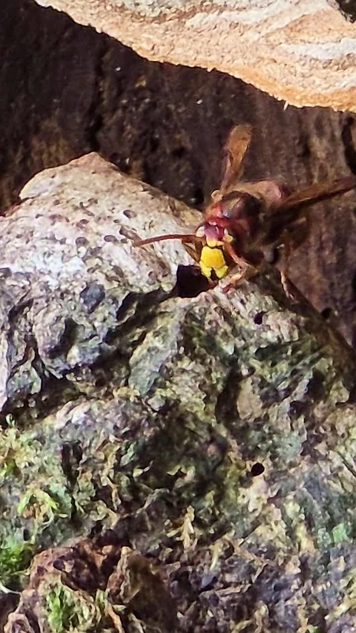Vertical close-up of a hornet at the entrance of its nest in a tree stump, moving slightly and rapidly beating its wings