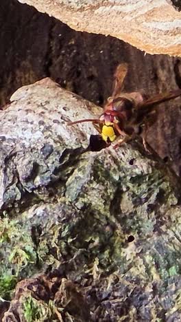 vertical close-up of a hornet at the entrance of its nest in a tree stump, moving slightly and rapidly beating its wings