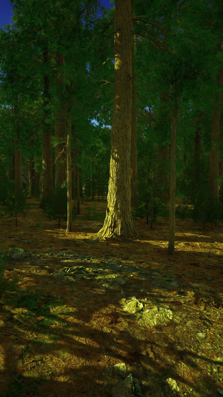 Majestic forest bathed in golden sunlight during a serene afternoon