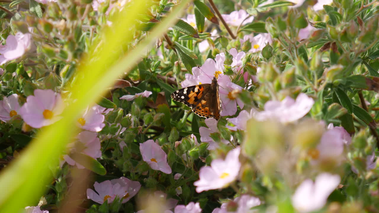 una mariposa pintada alimentándose de néctar y recogiendo polen en bonitas flores rosas durante una flor de primavera de california