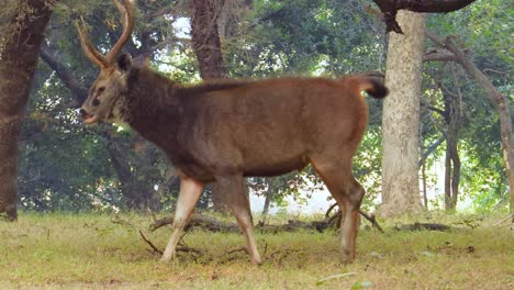 Sambar-Rusa-Unicolor-Ist-Ein-Großer-Hirsch,-Der-Auf-Dem-Indischen-Subkontinent,-In-Südchina-Und-Südostasien-Beheimatet-Ist-Und-Als-Gefährdete-Art-Aufgeführt-Ist.-Ranthambore-Nationalpark-Sawai-Madhopur-Rajasthan-Indien