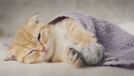 gatito de jengibre durmiendo bajo una manta