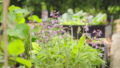 organic sage growing in the herbal garden with purple flowers