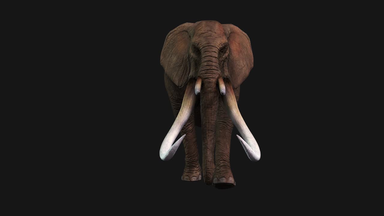 Elephant Walking, Front View Seamless Loop, Alpha Channel