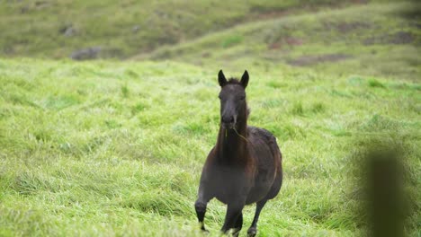 スローモーションで疾走する子馬