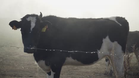 One-black-and-white-dairy-cow-missing-one-antler-horn-standing-in-farmland-looking-at-camera-in-curiosity-behind-wired-fence-on-cold-foggy-day,-handheld-close-up-pan-right