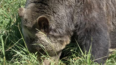 Close-Up-of-A-Crouching-Brown-Bear-While-Eating-Grass-in-the-Forest