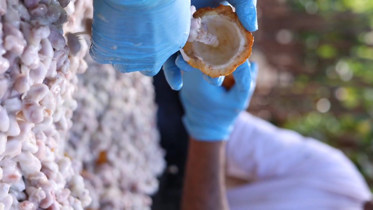 Contadini che estraggono la polpa bianca e carnosa dai baccelli di cacao; Primo piano verticale; Fave di cacao crude