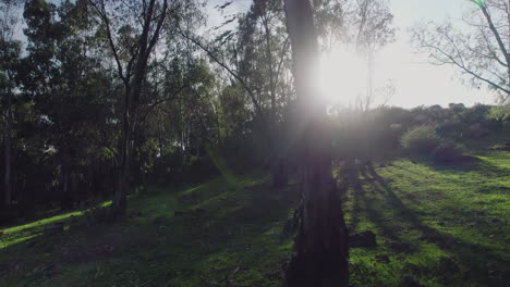 Left-to-right-Pan-shot-of-forest-with-the-sun-shining-on-the-background