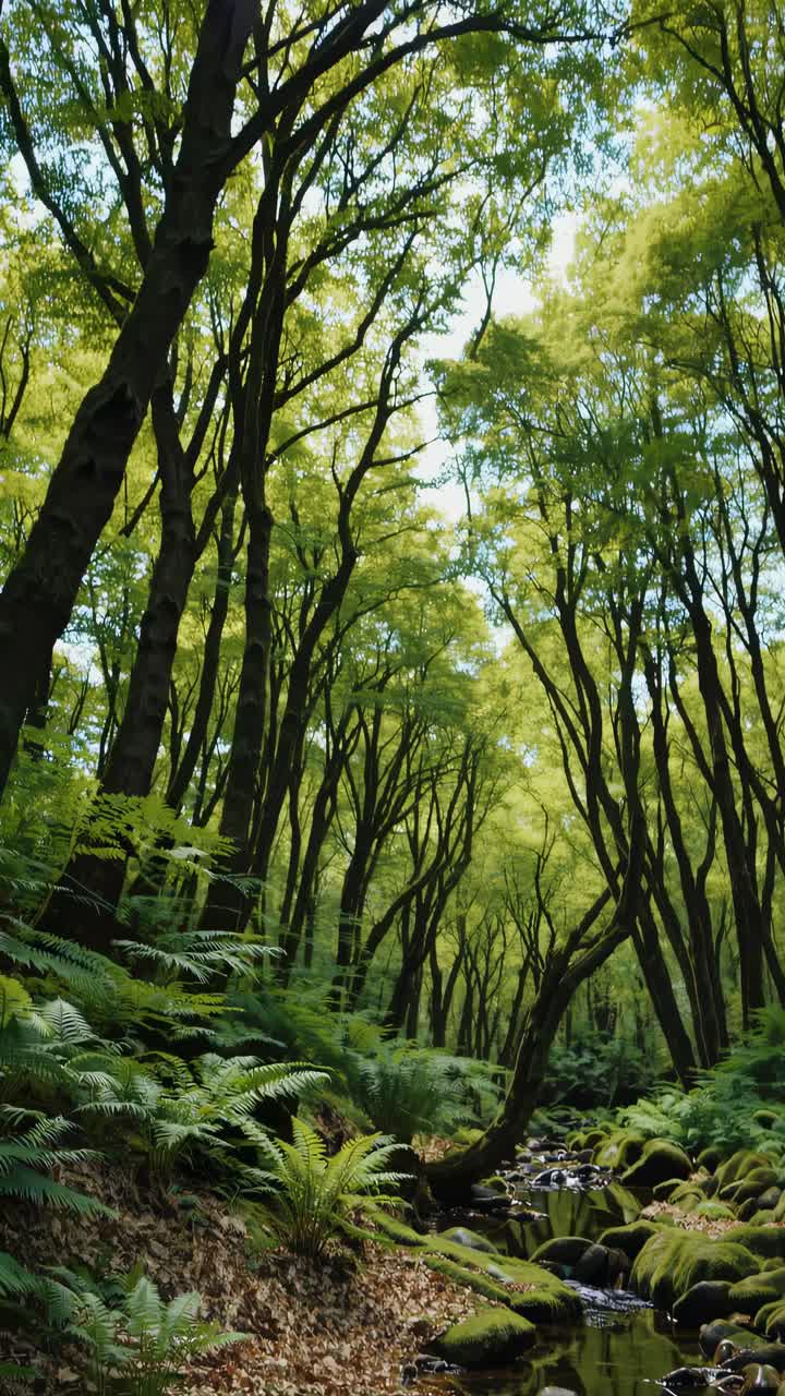 A serene forest scene with tall trees viewed from a low angle, capturing the lush greenery