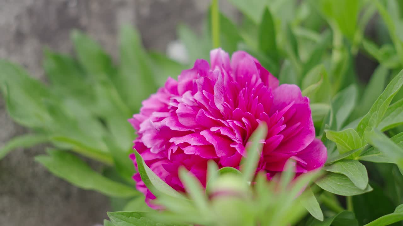 Close-up de uma flor de peônia rosa brilhante com folhas verdes frescas