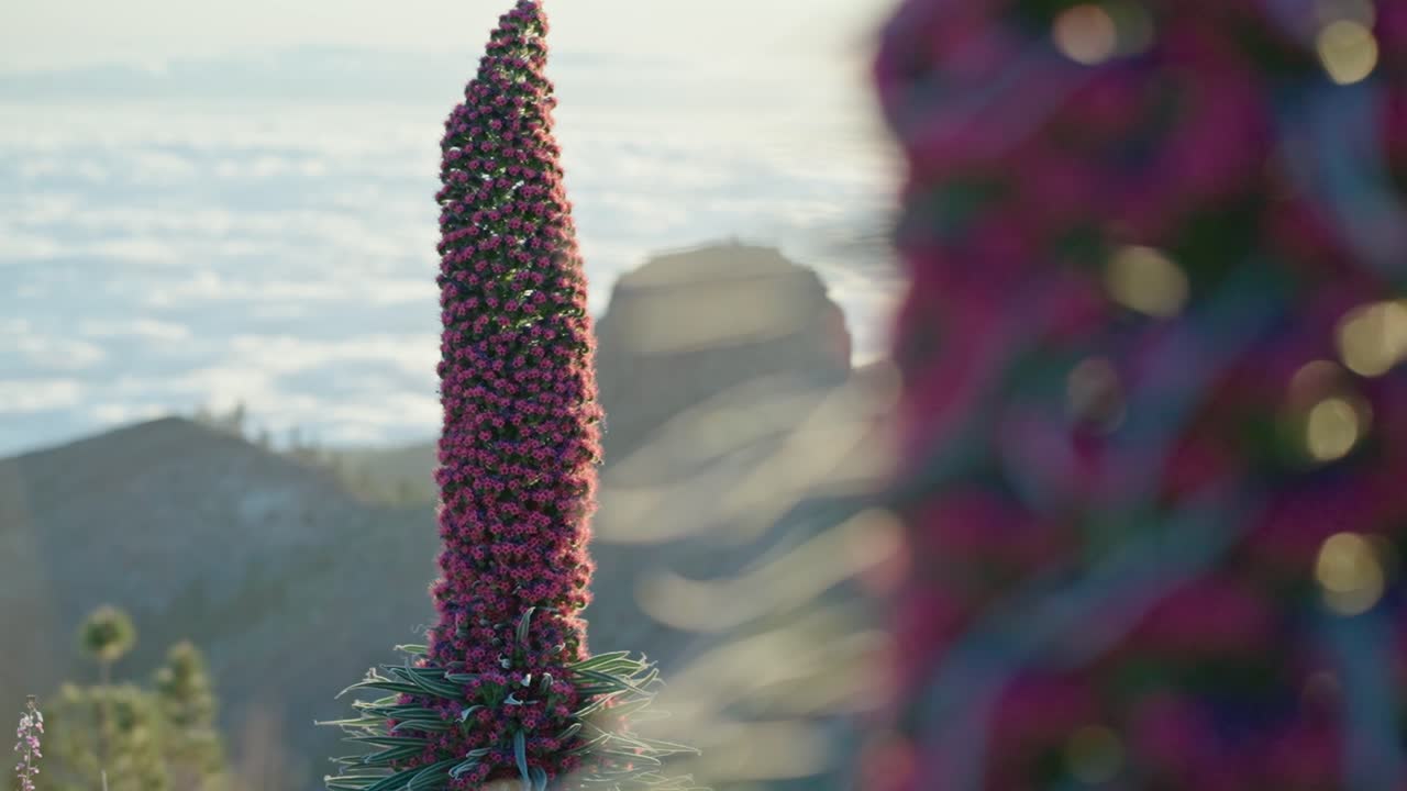 카나리아 제도 에 고유 한 두 종 의 tajinaste rojo 식물 사이 에 촬영 된 랙 포커스