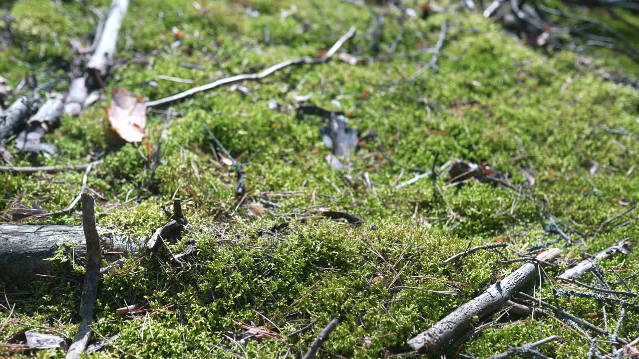 suelo forestal cubierto de musgo