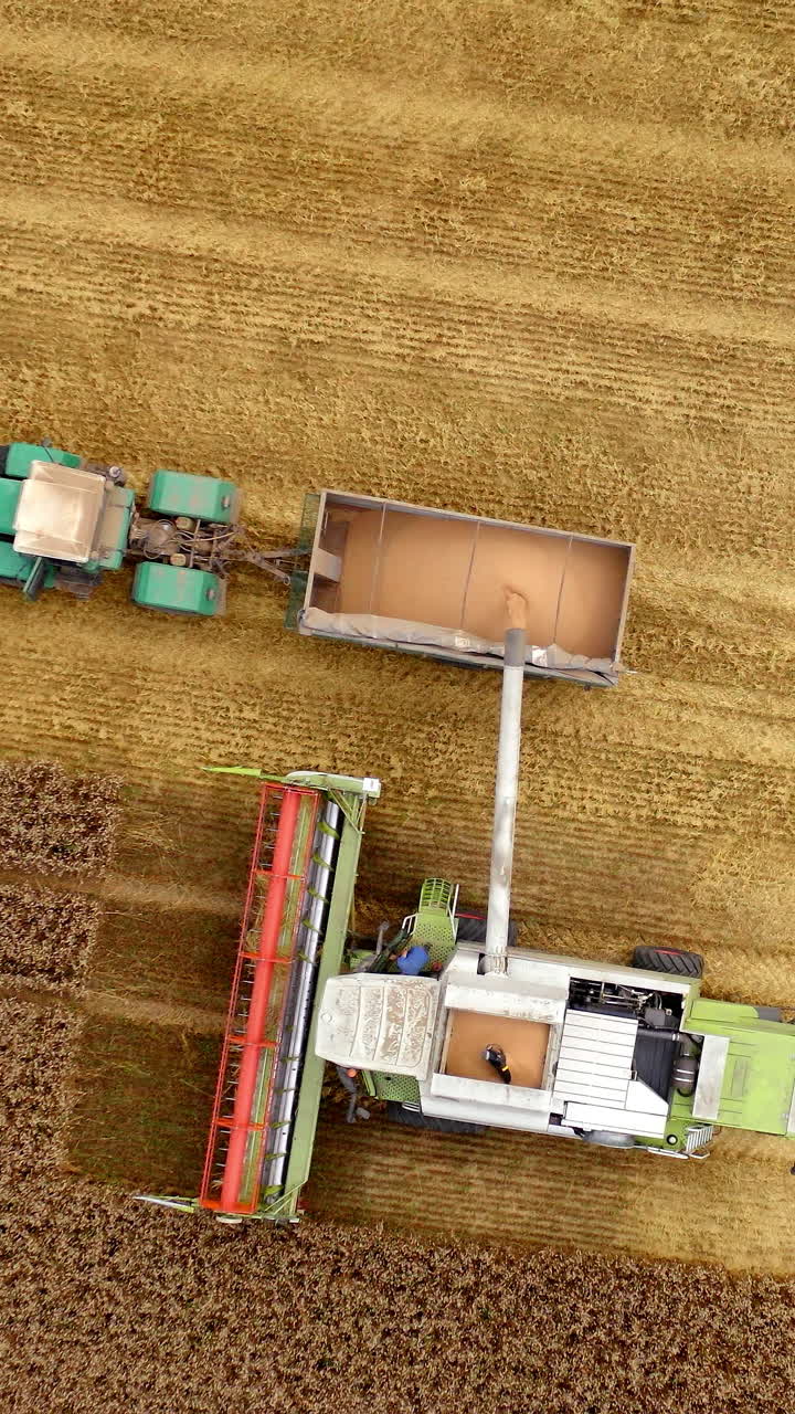 Agriculture machinery working at harvest season. Ripe seeds pouring out into tractor from combine harvester on yellow field background. Orbital view. Vertical video