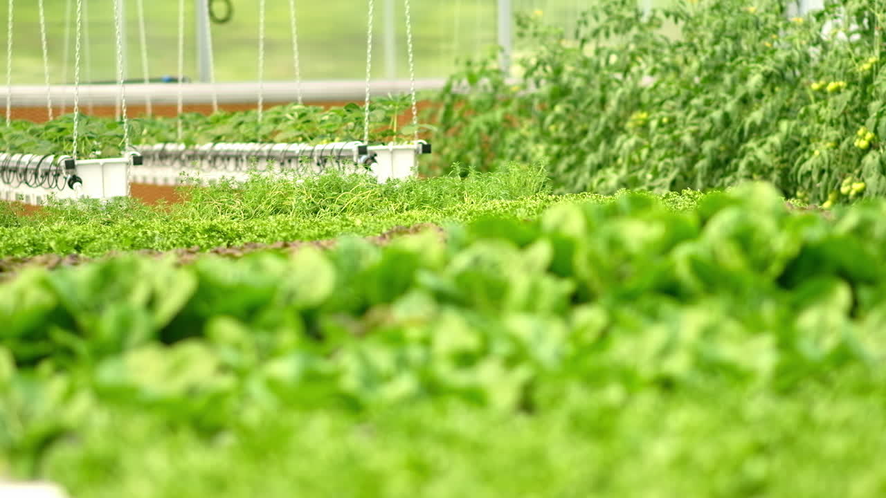 Diverse greenery grown with the Hydroponic method in a greenhouse