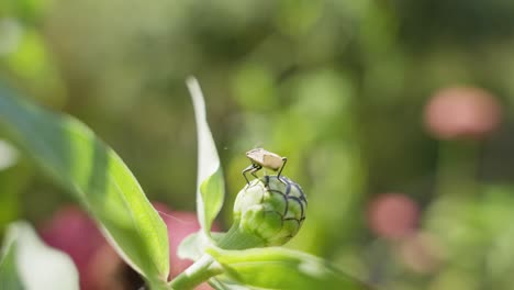 Cámara-Lenta-Cerca-De-Insecto-En-El-Bulbo-De-La-Flor