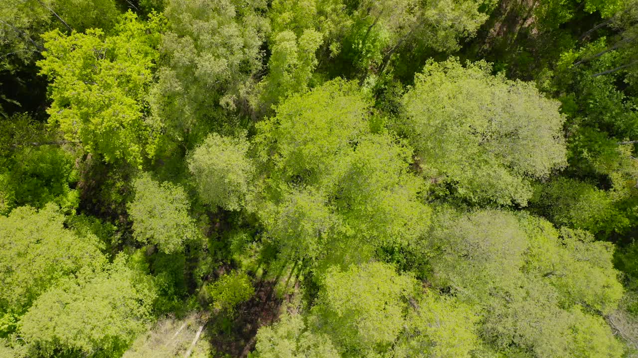 Aerial of flying over a beautiful green forest in a countryside landscape
