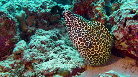 large honeycomb moray eel looks out of its burrow surrounded by coral blocks and some sand